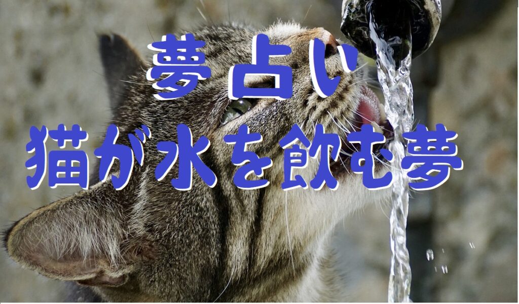 猫の夢 水を飲む